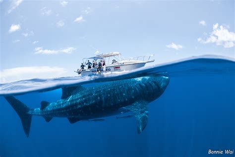 Cancun Whale Shark Tours | Snorkel with Whale Sharks in Cancun