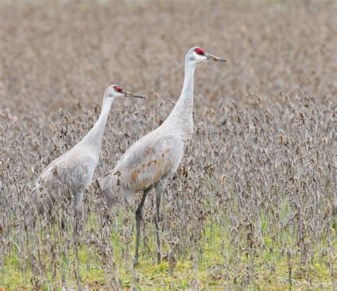 Sandhill Crane Migration! - Christy Cox Photography