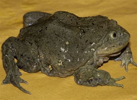 Rana Gigante del Lago Titicaca Extinción Animal 2023