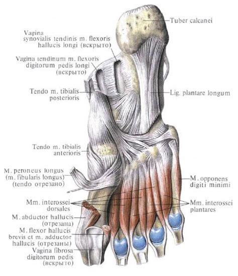 Mușchii Piciorului Structură Funcție Boli