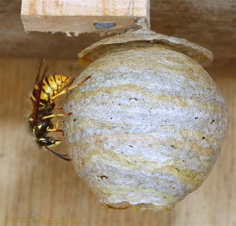 Queen Wasp Building Nest Photo Wp43239