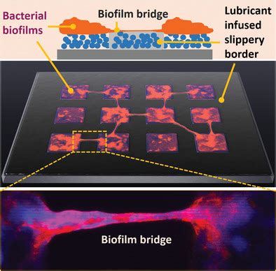 Biofilm Bridges Forming Structural Networks On Patterned Lubricant