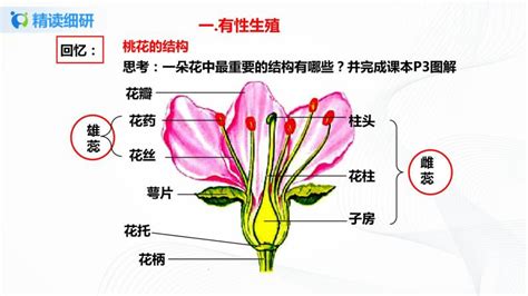 初中生物人教版 新课标八年级下册第一节 植物的生殖习题课件ppt 教习网课件下载