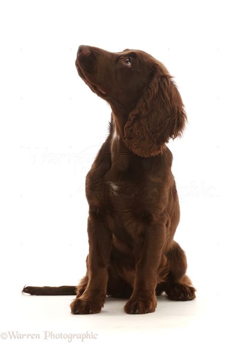 Chocolate Working Cocker Spaniel Puppy By Mark Taylor