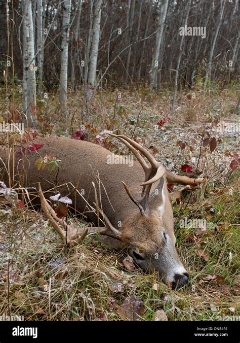 Fresh Dead Deer In Woods