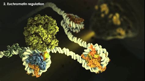 Epigenetics Overview - YouTube