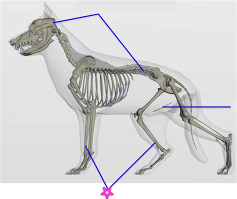 Lecture General Concepts Of Bones Joints Flashcards Quizlet