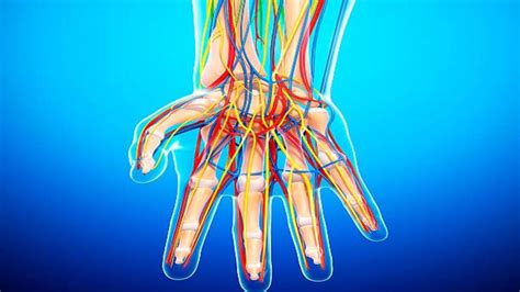 Hand Nerves Diagram