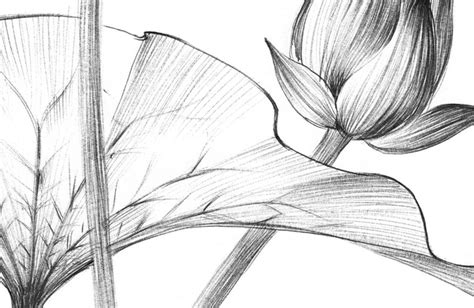 Lotus Sketch Botanical Print Digital File JPEG Hygge Art Etsy