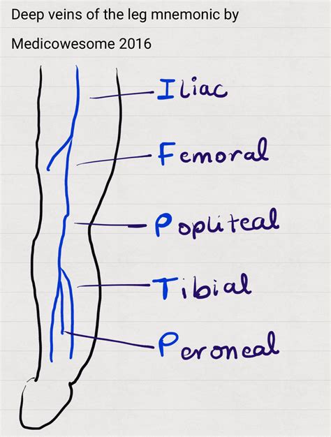 Medicowesome: Superficial and deep veins in upper and lower extremity mnemonic