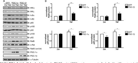 Figure From The Peroxisome Proliferator Activated Receptor