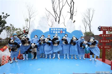 Sichuan Cachorros De Panda Gigante En La Base De Shenshuping