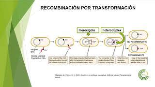 Recombinaci N En Bacterias Conjugaci N Doovi