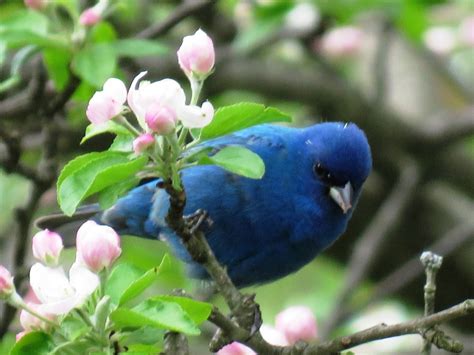 Common Backyard Birds Of The Northeast Owlcation