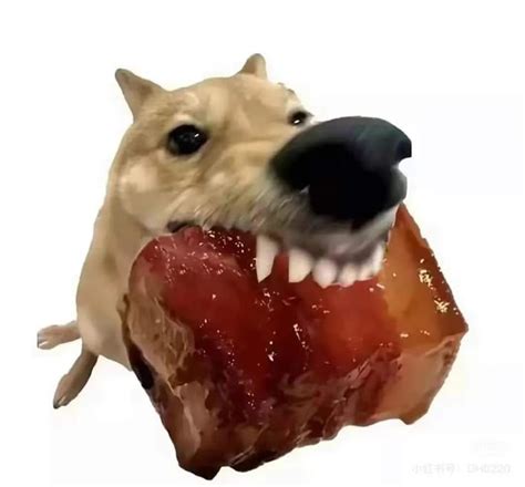 Ảnh Con chó gặm thịt hot trend Imágenes divertidas Imágenes graciosas Caras para stickers