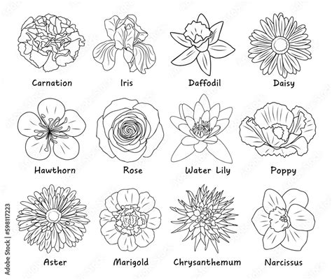 Set Of Botanical Drawings Flower Line Art Vector Illustrations