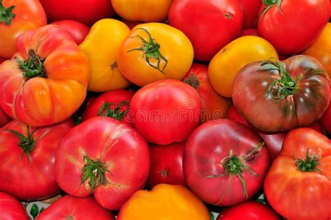 Heirloom Tomatoes Stock Image Image Of Heirloom Freshness