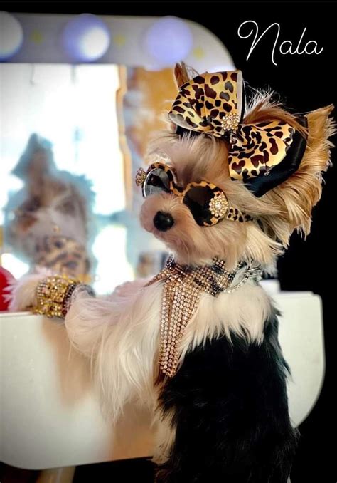 Yorkie clothes accessories outfits to dress up your pup – Artofit