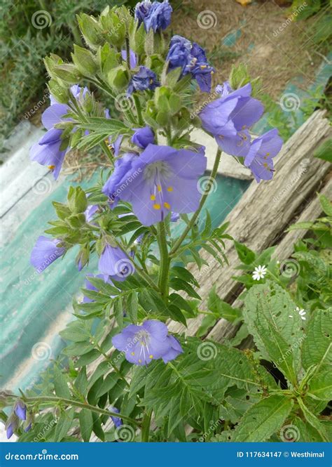 Jacob`s-ladder, Greek Valerian, Polemonium Caeruleum Stock Image