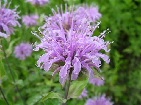 flower beebalm 6