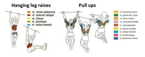 Muscles Used In Pull Ups Diagram - Blogger Lagi