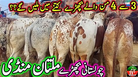 Multan Cow Mandi Latest Updates Today Jan Multan Janwar Mandi