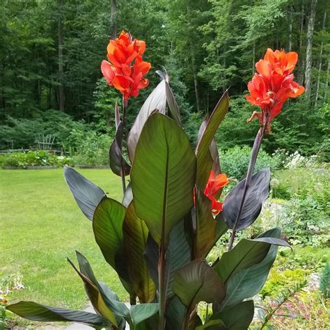 Garden Canna