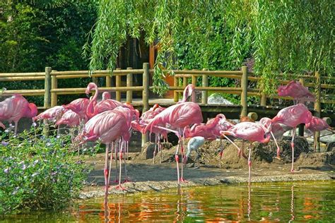 Camping Chant Des Oiseaux Royan Charente Maritime France Homair