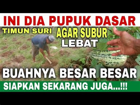 Cukup Tabur Dan Kocor Ini Hari Siap Ditanami Inilah Pupuk Dasar