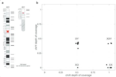 Sex Chromosome Dosage Analysis A Distribution Of The Target Genes On