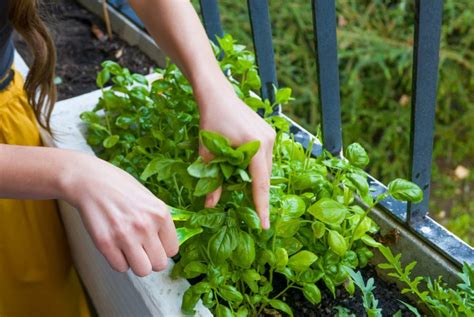 How To Store Fresh Cut Basil Leaves Food Gardening Network