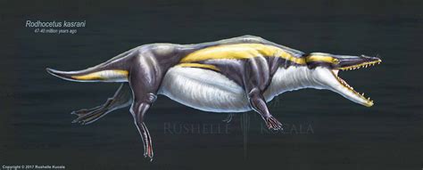 The Evolution Of Toothed Whales Restored Rushelle Kucala Art