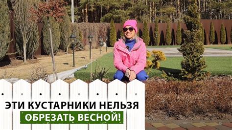 Не бойтесь стричь кустарники! Особенности обрезки декоративных ...