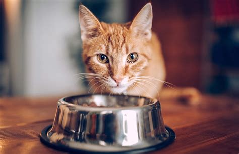 8 Best Dry Cat Food for Older Cats - I Love My Sweet Cats