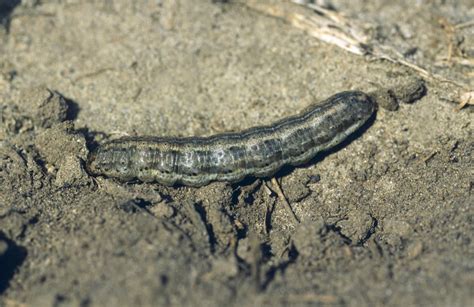 Cutworm How To Control This Pest Canola Encyclopedia