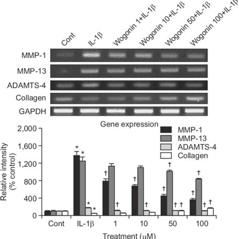 Effect Of Wogonin On Gene Expression Of Mmp Mmp Or Collagen Type