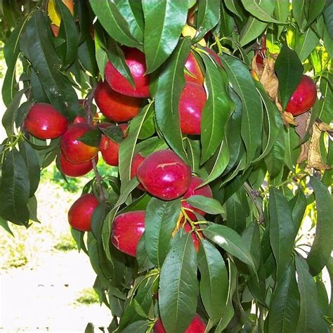 Mudas De Nectarina An Enxertadas J Produzem R Em