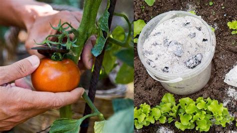 3 abonos naturales para que tus plantas y árboles den frutos y aumenten