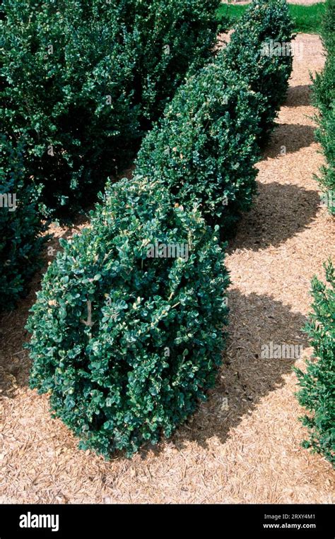 Common Box Buxus Sempervirens Rotundifolia Stock Photo Alamy