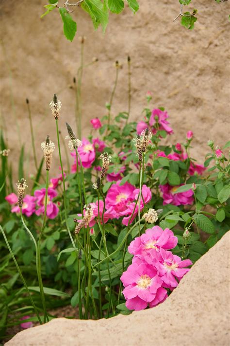 The Choose Love Garden Rhs Chelsea Flower Show 2023 — Planty Projects