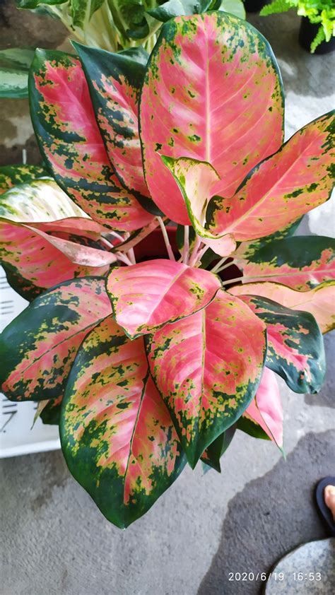 Aglaonema 101 How To Care For Aglaonemas Artofit