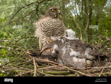 Sparrowhawk nest hi-res stock photography and images - Alamy