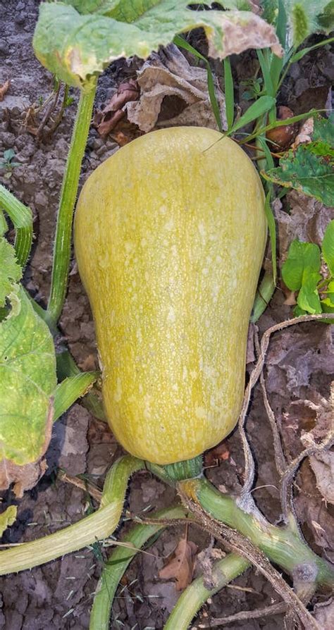 Zucca Gialla Della Torta Sulle Foglie Di Autunno Colorate Con Le