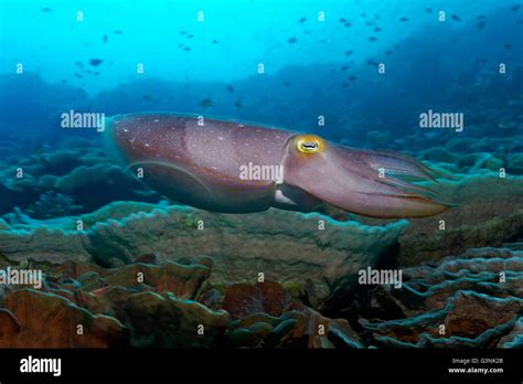 Broadclub Cuttlefish Sepia Latimanus Swimming Over Coral Reef