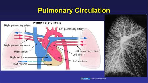 SOLUTION: Pulmonary circulation full lecture slides - Studypool