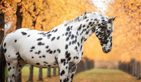 14 Common Black and White Horse Breeds