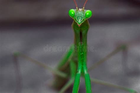 Green Mantis Macro Stock Photo Image Of Natural Mantodea 124356788