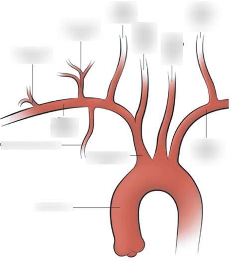 Cfa Aortic Arch Diagram Quizlet