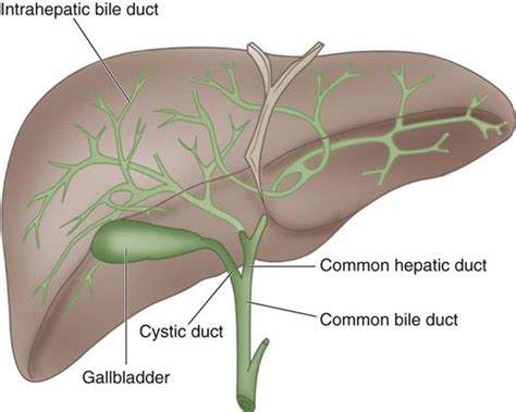 Surgery of the Liver, Biliary Tract, Pancreas, and Spleen | Basicmedical Key