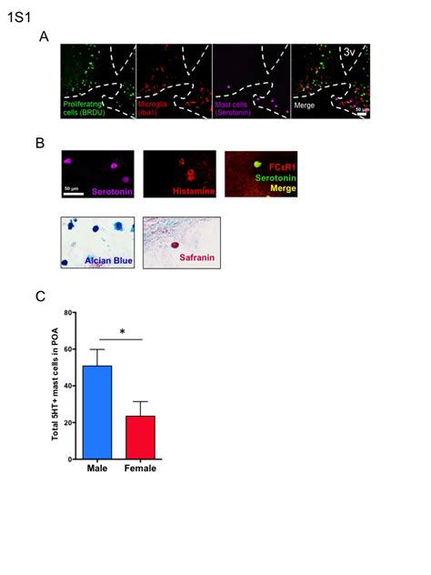 S1 Mast Cell Proliferation And Phenotype A Labeling Of